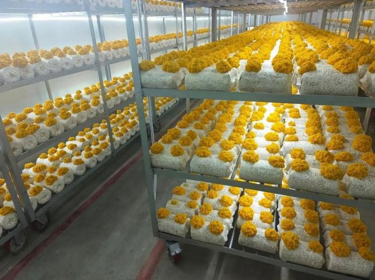 高密度·短周期·全季节 菌仓种植如何重塑食用菌产业