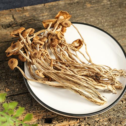 古田不开伞茶树菇 从培植到批发的优质之选