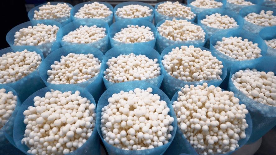 科技赋能农业 港北区现代化智能工厂化食用菌新鲜上市