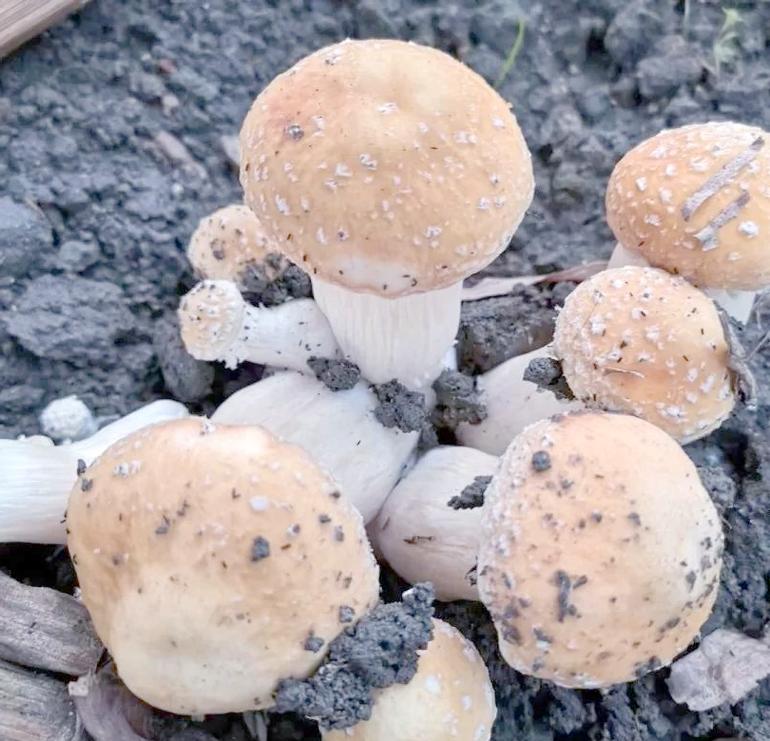 食用菌产业全貌及栽培实践指南 从田野到餐桌的培植智慧