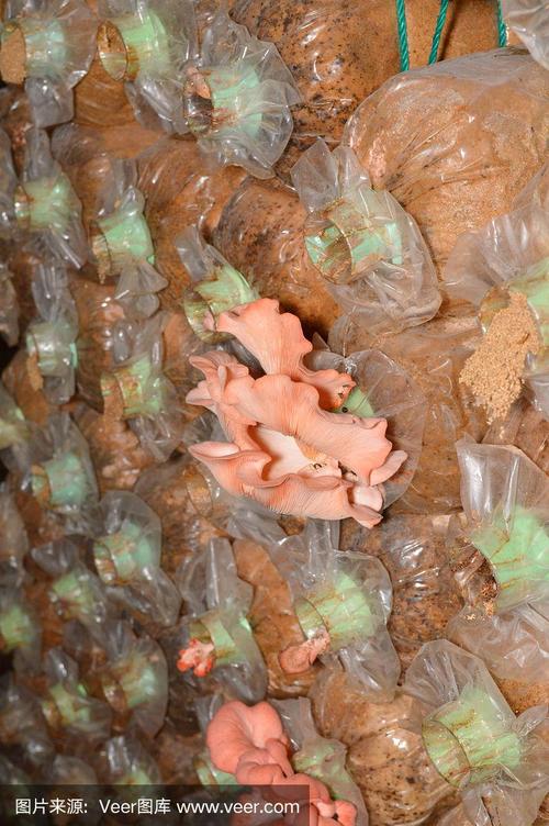 农舍食用菌培植指南 从选择到收获