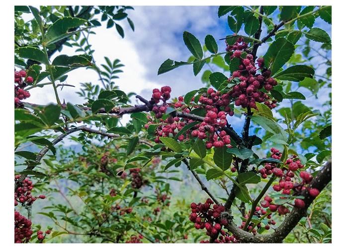 九龙花椒松茸是一种纯天然的珍稀名贵食用菌类,被誉为"菌中之王"